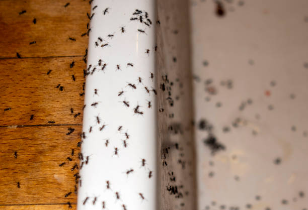 Best Affordable Pest Control Services  in Tolar, TX