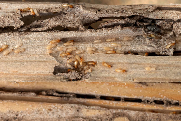 Best Best Pest Control Companies  in Tolar, TX